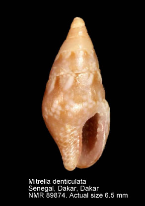 Mitrella denticulata.jpg - Mitrella denticulata (Duclos,1840)